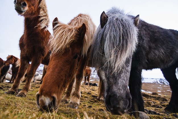 Closeup of Shetland ponies in a field covered in the grass and snow under a cloudy sky in Iceland