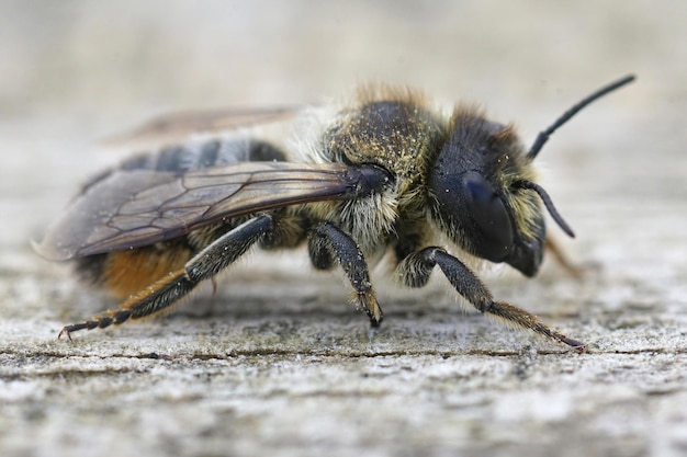 Primo piano di una femmina di ape tagliafoglie, megachile lapponica su legno