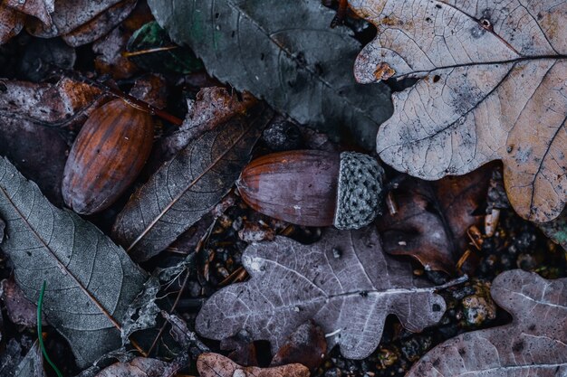 Closeup shot of acorns in the forest