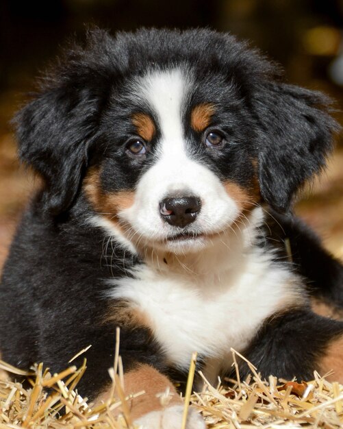 사랑스러운 Bernese 산 강아지의 근접 촬영 샷