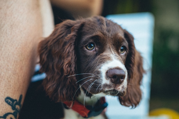 Снимок очаровательной коричневой бретонской собаки крупным планом на размытом фоне