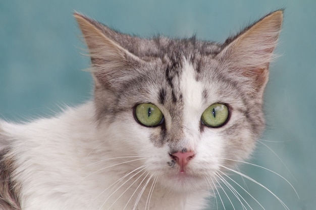 Closeup shot of an adorable domestic cat on blue