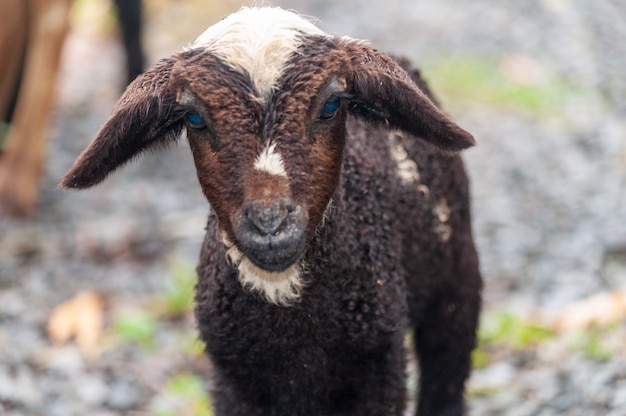 Closeup shot of an adorable fluffy baby goat with blue eyes