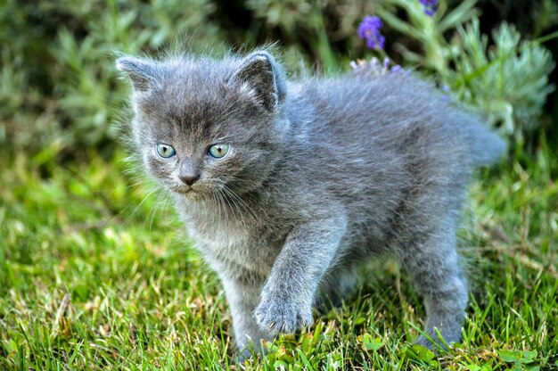 Colpo del primo piano di un adorabile gattino grigio della razza britannica a pelo lungo nell'erba