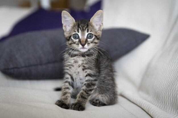 Closeup shot of an adorable kitten sitting on a couch
