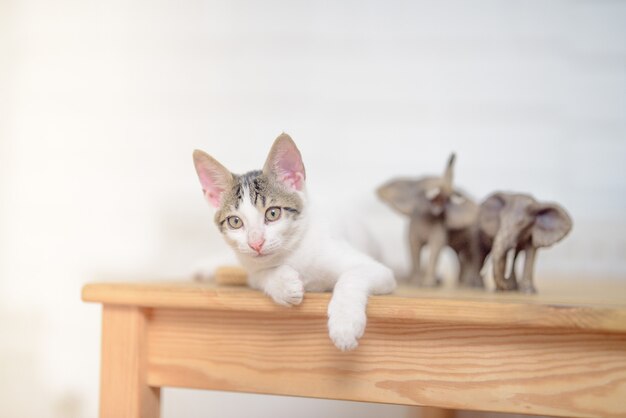 Closeup shot of an adorable little domestic cat lying on a table