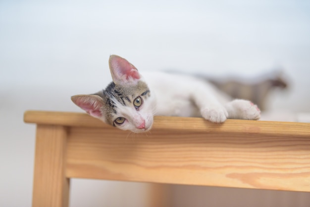 テーブルの上に横たわっている愛らしい小さな飼い猫のクローズアップショット