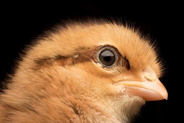 Closeup shot of an adorable patterned little chicken isolated