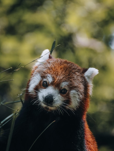 愛らしいレッサーパンダのクローズアップショット