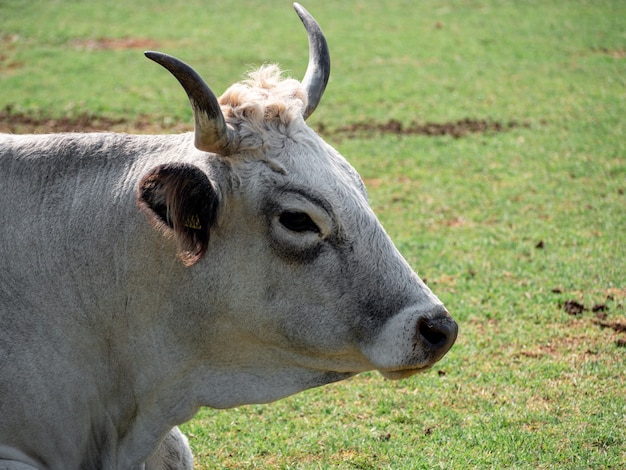 Closeup shot of an adult cow in a farm