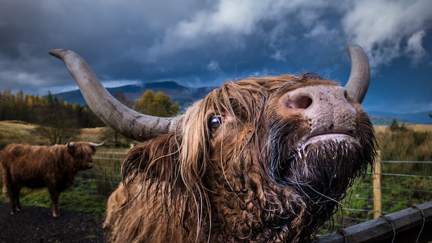 Free photo closeup shot of an adult domestic yak looking at the camera with another yak