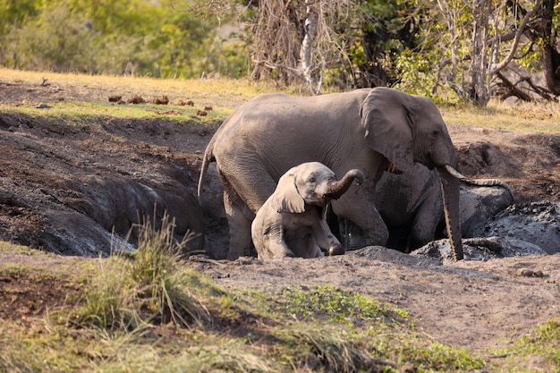 Closeup shot of adult and juvenile elephants in nature