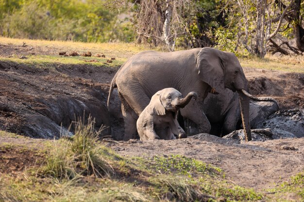 Closeup shot of adult and juvenile elephants in nature