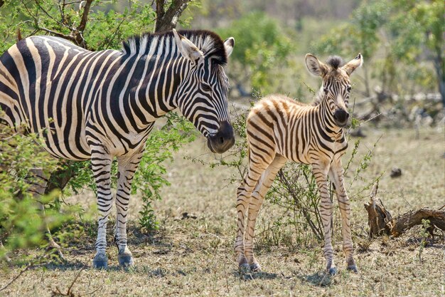 Closeup shot of an adult and juvenile zebra surrounded by trees and greenery