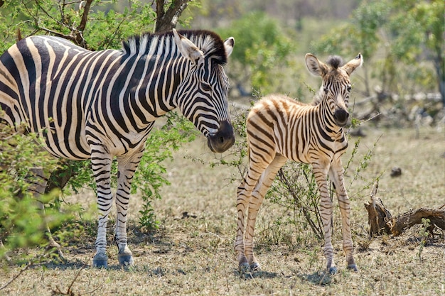 Closeup shot of an adult and juvenile zebra surrounded by trees and greenery