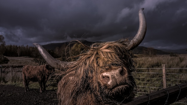 Closeup shot of an adult yak behind a wooden fence in a barn at night