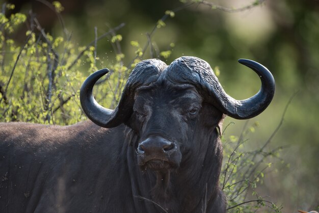 Closeup shot of an african buffalo