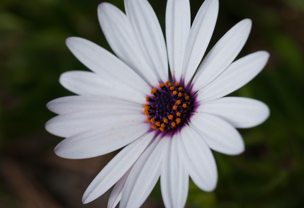 Closeup shot of an African daisy in a field under the lights