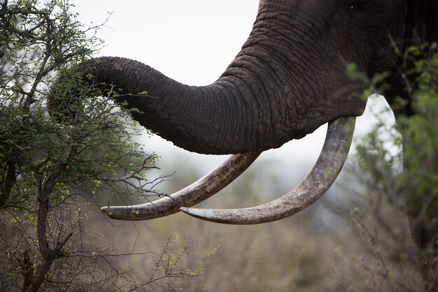 Снимок крупным планом африканского слона, едящего растения