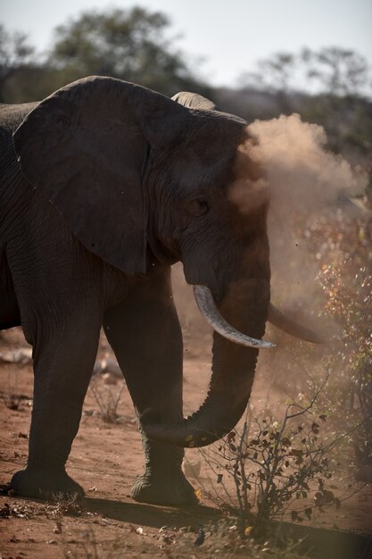 먼지를 가지고 노는 아프리카 코끼리의 근접 촬영 샷
