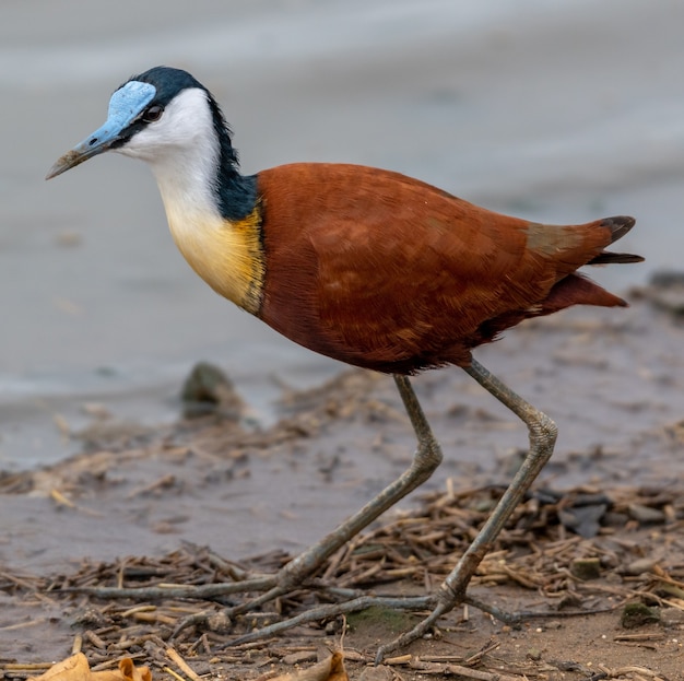 Closeup shot of an African Jacana on the ground surrounded by water with a blurry background