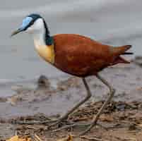 Free photo closeup shot of an african jacana on the ground surrounded by water with a blurry background