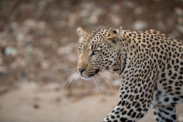 Closeup shot of an african leopard