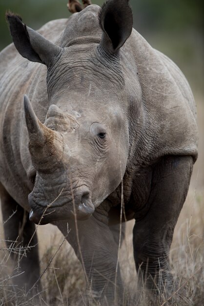 Closeup shot of an african rhinoceros