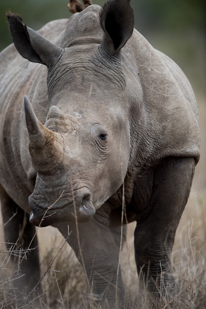 Крупным планом выстрел африканского носорога