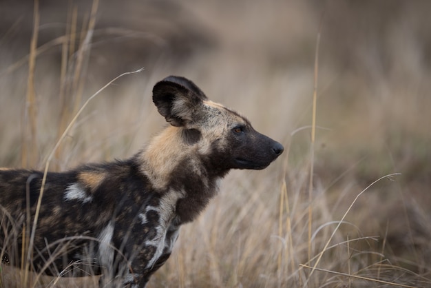 Closeup shot of an african wild dog