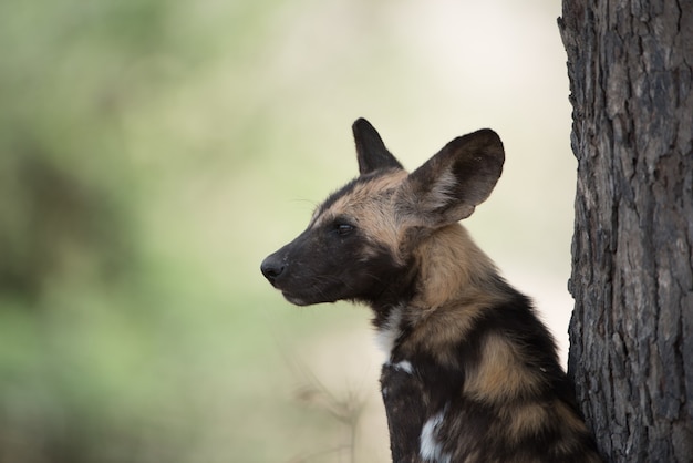 Closeup shot of an african wild dog