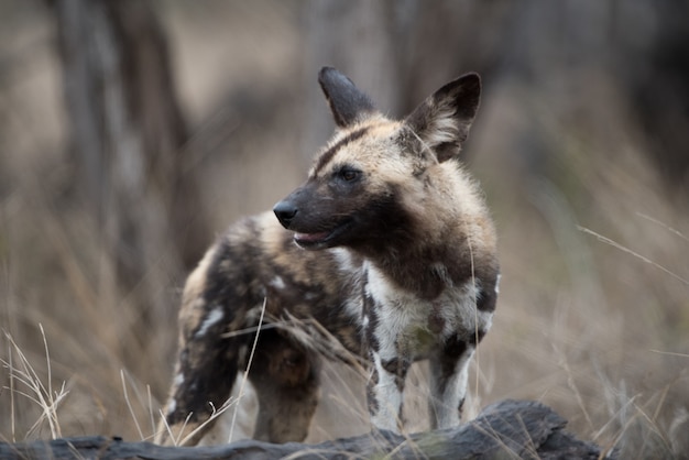 Closeup shot of an african wild dog