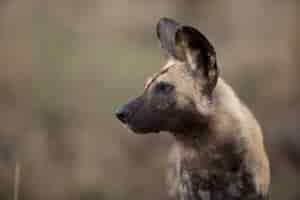 Foto gratuita colpo del primo piano di un cane selvatico africano