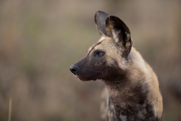 Closeup shot of an african wild dog