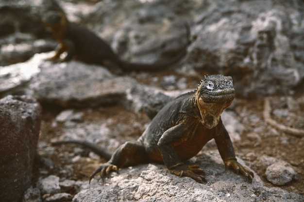 Closeup shot of an agama lizard on the rocks