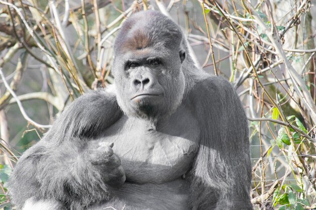 Closeup shot of an alert gorilla sitting up with tall grasses on the background