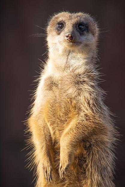 Foto gratuita colpo del primo piano di un suricato attento che è vigile nel deserto