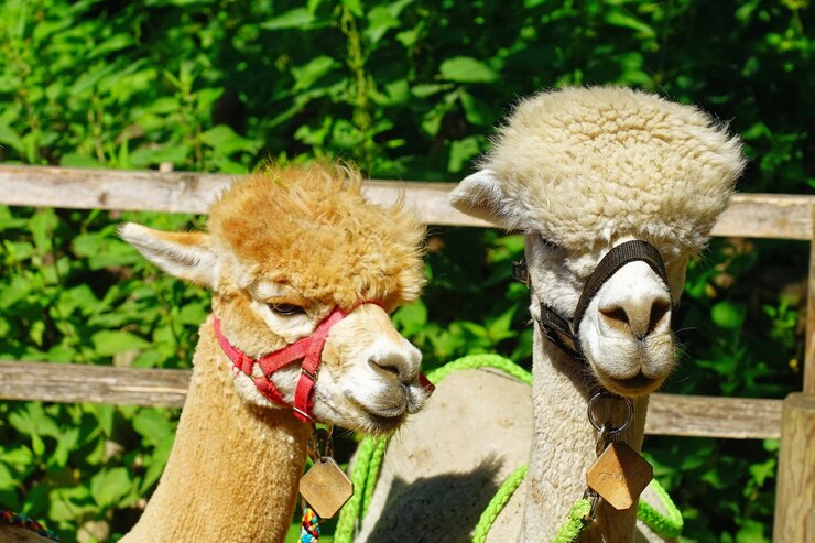Free Photo closeup shot of alpacas in a farmland