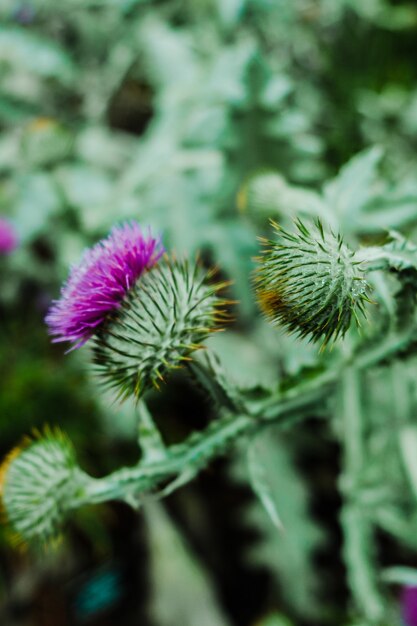 Closeup shot of alpine sea holly flower