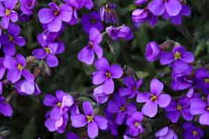 Free photo closeup shot of amazing aubrieta purple flowers