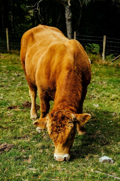 Colpo del primo piano di un'incredibile mucca marrone nei terreni agricoli nei paesi baschi, spagna