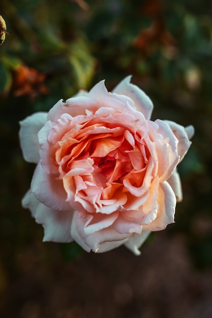 Closeup shot of an amazing cream-pink rose flower