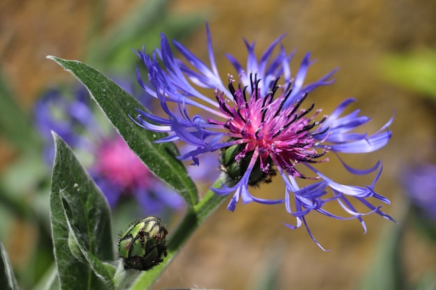 Closeup shot of an amazing purple safflower