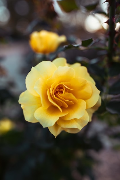 Крупным планом выстрелил удивительный цветок желтой розы