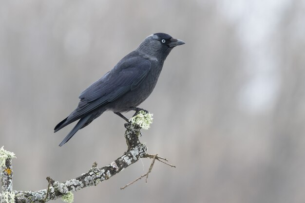 Closeup shot of an American crow perched on a tree branch with a blurred surface