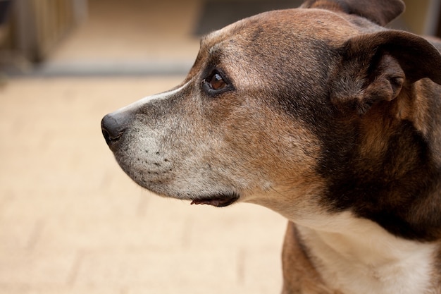 Closeup shot of an American Staffordshire Terrier