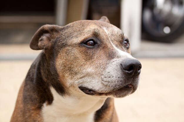 Closeup shot of an American Staffordshire Terrier