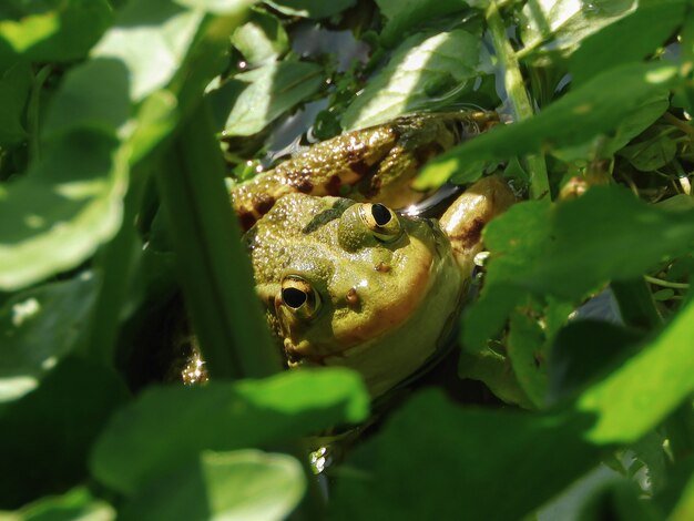 Closeup shot of an American toad under the green leaves
