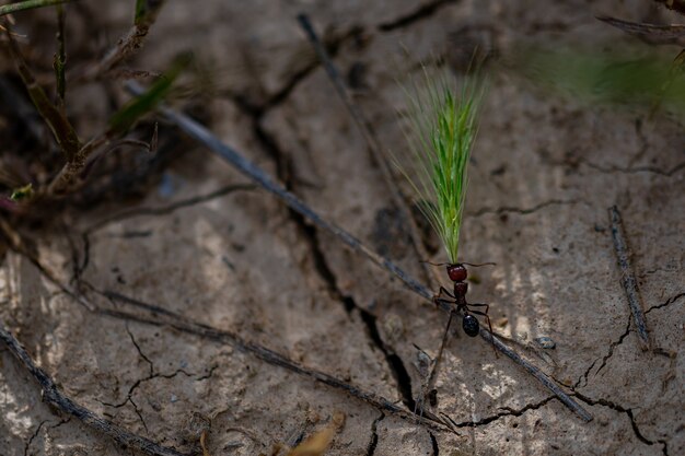 금이 간 땅에 밀싹을 들고 있는 개미의 근접 촬영