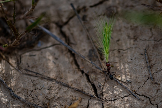 Closeup shot of an ant carrying wheatgrass on the cracked ground